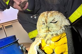 Hasiči zachránili puštíka. Uvízl v komíně rodinného domu