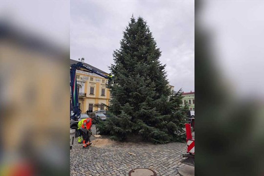 Vánoční strom dorazil na litovelské náměstí a chystá se na zdobení