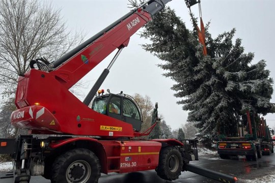 Karlovy Vary mají nový vánoční strom: Smrk z Tuhnic nahradil poničenou douglasku