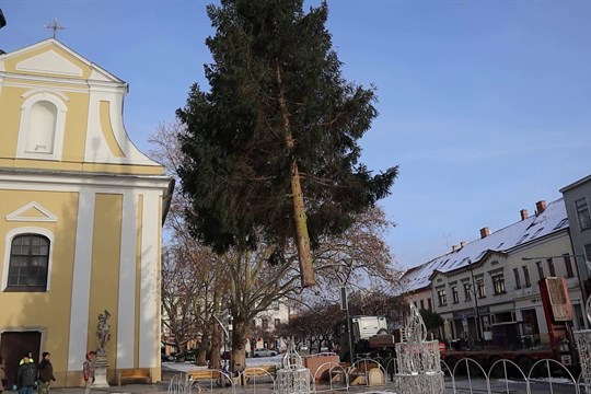 Náměstí v Hodoníně zdobí dvanáctimetrový smrk ztepilý