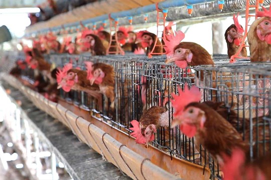 Ptačí chřipka ve Skaličce: v chovu uhynula většina slepic, veterináři varují chovatele