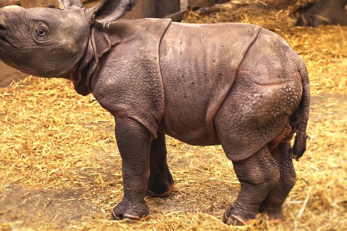 Radost v plzeňské zoo. Na svět přivítali mládě nosorožce