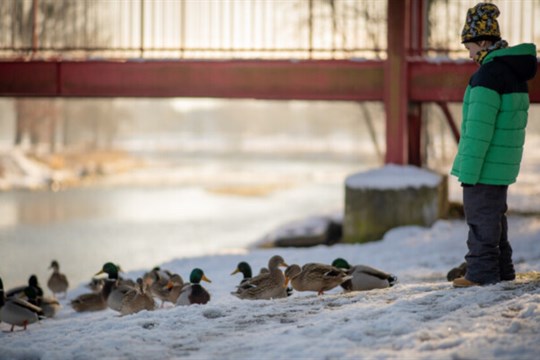 Čím krmíte ptáky v zimě? Frýdek-Místek instaloval tabule, které poradí