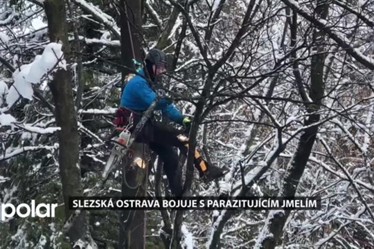 Slezská Ostrava bojuje s parazitujícím jmelím, nejhůře je na tom Ústřední hřbitov