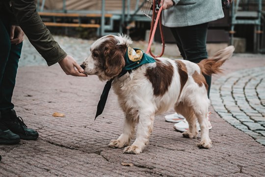 Studenti Baťovy univerzity zvou na Vánoce v útulku. Zvířátka na Vršavě můžete podpořit finančně i materiálním darem