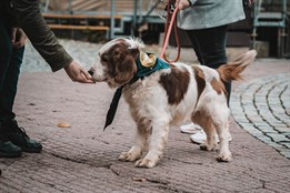 Studenti Baťovy univerzity zvou na Vánoce v útulku. Zvířátka na Vršavě můžete podpořit finančně i materiálním darem