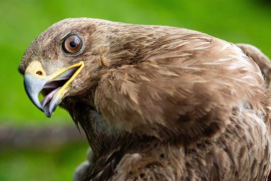 Zvířata v ohrožení na silnicích