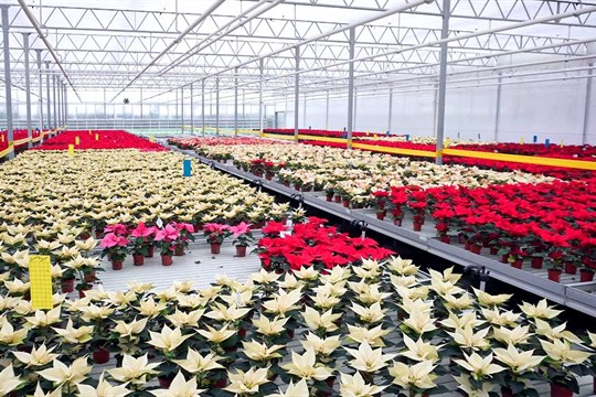 Vánoční hvězdy pomáhají už 28 let