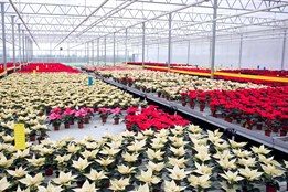 Vánoční hvězdy pomáhají už 28 let