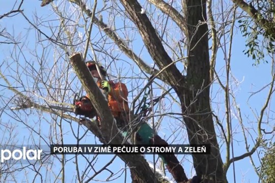 Poruba pečuje o stromy a zeleň také v zimním období. Zaměřuje se na ořezy