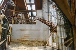 Předčasný dárek v Zoo Zlín! Ze Dvora Králové přicestovala žirafa Ema