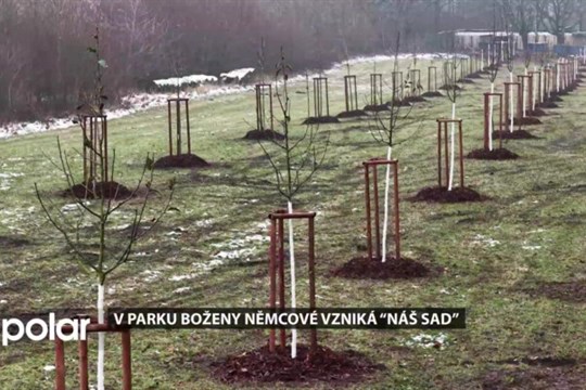 V parku Boženy Němcové vzniká nový sad, který aktivně pomůže v boji proti jmelí