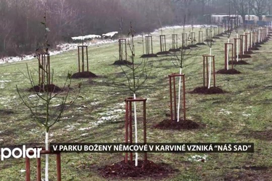 V parku Boženy Němcové vznikl nový sad, který aktivně pomůže v boji proti jmelí vědeckou cestou