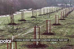 V parku Boženy Němcové vznikl nový sad, který aktivně pomůže v boji proti jmelí vědeckou cestou