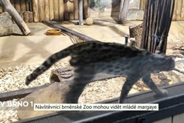 Návštěvníci brněnské Zoo mohou vidět mládě margaye