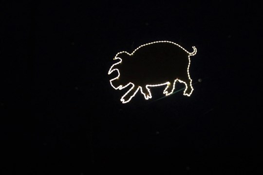 Na koštem zelňaček proběhlo zlaté prasátko