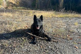 Zraněného a podchlazeného seniora našel v lese policejní pes Small