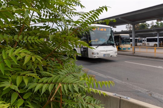 Invazní druhy rostlin a živočichů ohrožují přírodu, zdraví obyvatel i majetek