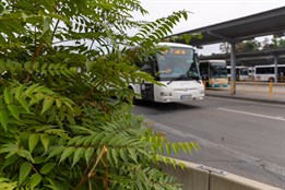 Invazní druhy rostlin a živočichů ohrožují přírodu, zdraví obyvatel i majetek