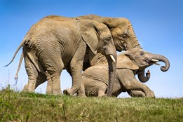 Od magické hranice 800 000 návštěvníků dělí zlínskou zoo už jen pár dnů