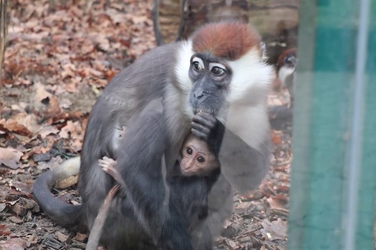 Hodonínská zoo má nové přírůstky v pavilonu opic
