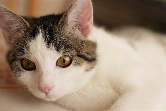 Olomouc podpořila kastraci koček částkou 150 tisíc korun