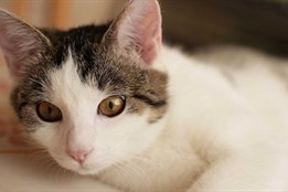 Olomouc podpořila kastraci koček částkou 150 tisíc korun