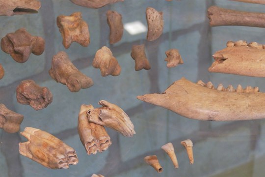 Naši předkové pěstovali vinnou révu o 500 let dřív, než se předpokládalo