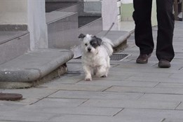 Šumperk nezdraží poplatky za odpad ani za psy