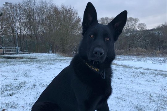 Policejní pes Varo vypátral opilou řidičku, která ve Zlíně utekla od nehody