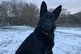 Policejní pes Varo vypátral opilou řidičku, která ve Zlíně utekla od nehody