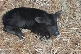 V ZOO Ostrava se jako první letos narodilo mládě zakrslého tura