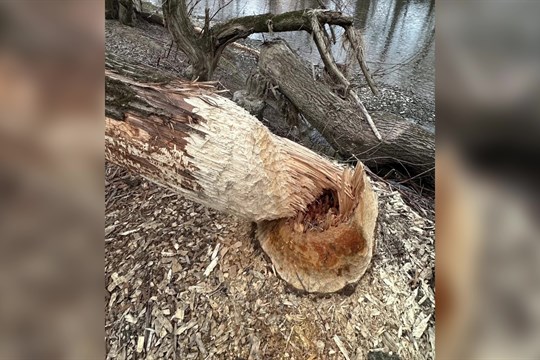 Bobr se přestěhoval na Ludinu