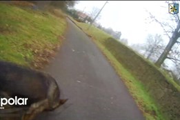 Ukradené auto z Polska se našlo v Bohumíně. Pachatele vyčmuchal policejní pes Django