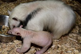 Poslední mládě roku 2025 se těší vynikajícímu zdraví!