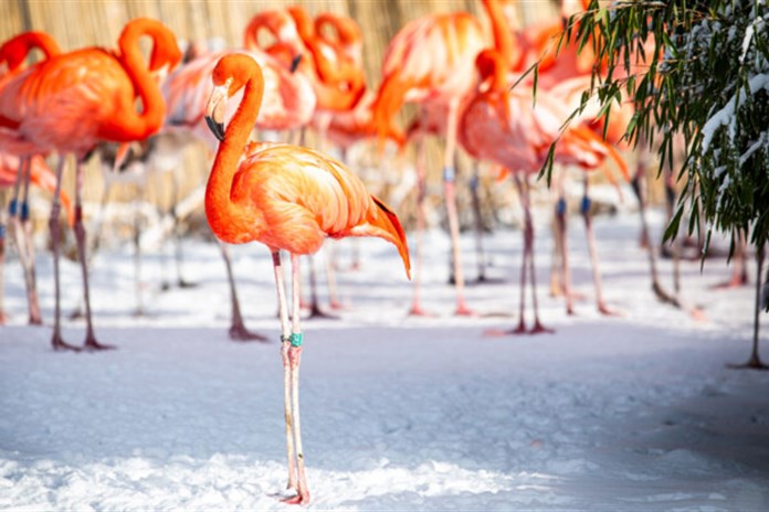 V Zoo Ostrava umřela nejstarší samice plameňáka, měla přes 50 let