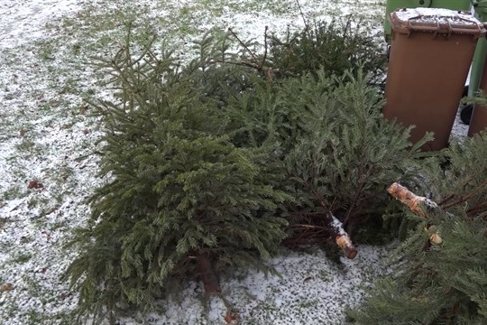 V Uherském Hradišti se můžete snadno zbavit vysloužilého vánočního stromku  