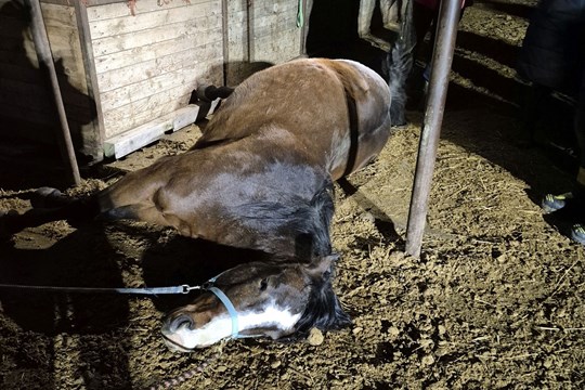 Kůň uklouzl a zůstal zaklíněný pod krmelcem. Vysvobodili ho hasiči se speciální technikou