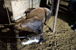 Kůň uklouzl a zůstal zaklíněný pod krmelcem. Vysvobodili ho hasiči se speciální technikou