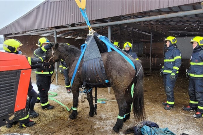 Hasiči zachránili kobylu Emilii, která se nemohla postavit na nohy
