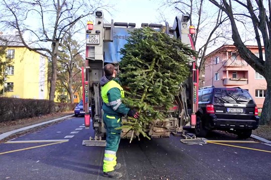 Kam s vánočním stromkem po svátcích? Olomouc zahajuje jeho svoz