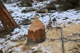 Pozor na stromy a led: náhlé změny počasí zvyšují riziko úrazů