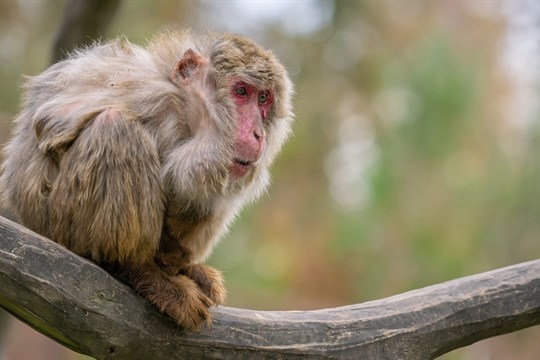 Zemřela Babča, nejstarší makak olomoucké zoo