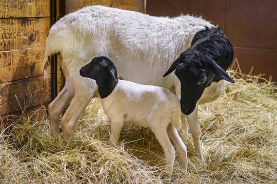 Prvním mládětem roku 2026 v Zoo Zlín je ovečka somálská. Samička dostala originální jméno