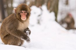 Zoo v bílém. Levharti a makaci vítají sníh