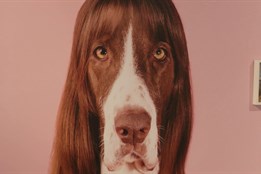 Krajská galerie láká na věrné psí společníky i literární klasiku