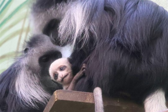 Nový přírůstek v hodonínské zoo připomíná malou pandu