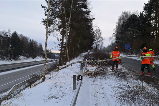 ŘSD v zimě prořezává nebezpečné stromy u dálnic