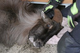 Hasiči zachránili kozu z paneláku