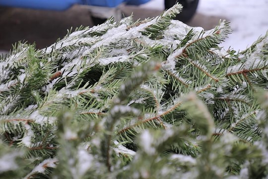 Svoz vánočních stromků v Hodoníně je v plném proudu